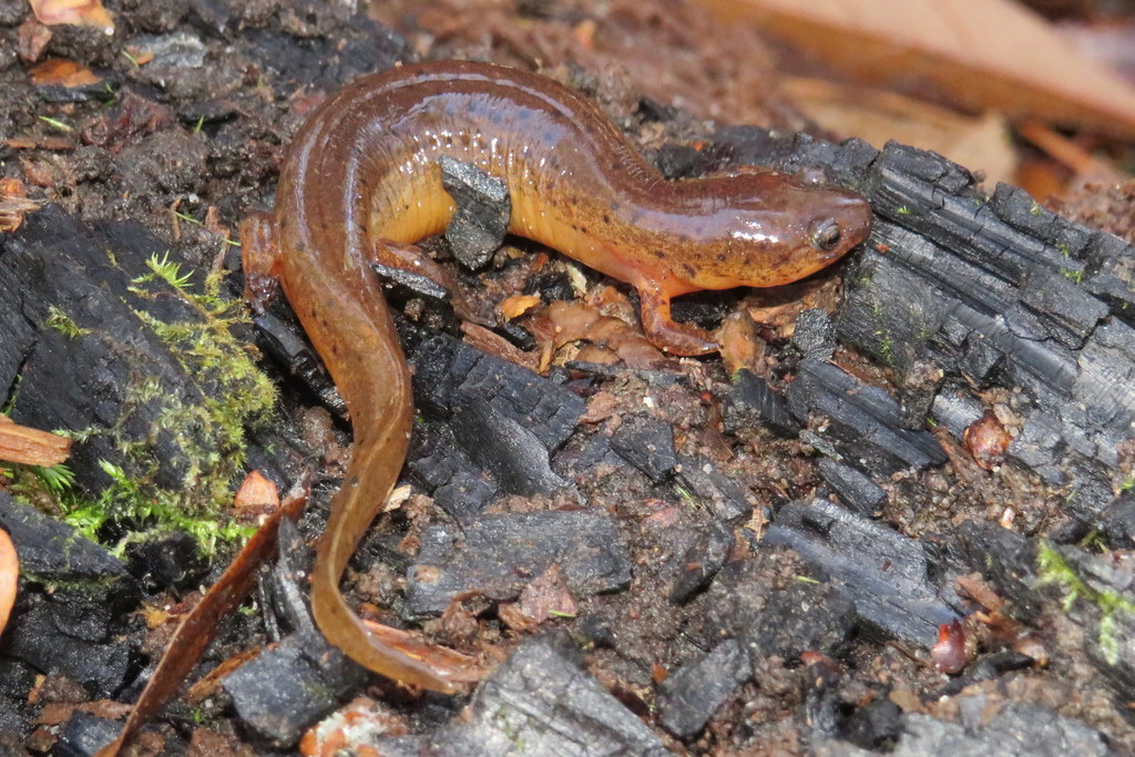 Gulf Coast Mud Salamander