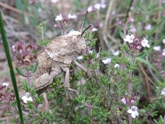 Eumigus punctatus calarensis