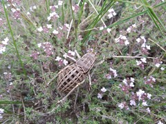 Pycnogaster sanchezgomezi constricta