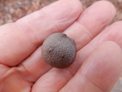 Disholcaspis pruniformis