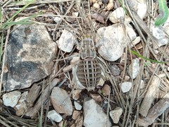 Pycnogaster sanchezgomezi constricta