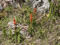 Sinningia allagophylla