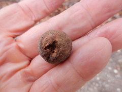 Disholcaspis pruniformis