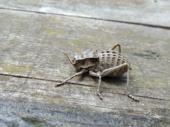 Pycnogaster sanchezgomezi constricta