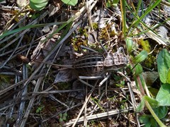 Pycnogaster sanchezgomezi constricta