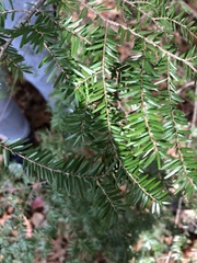 Tsuga canadensis