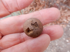 Disholcaspis pruniformis