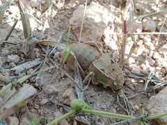 Pycnogaster graellsii