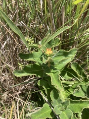 Sinningia allagophylla