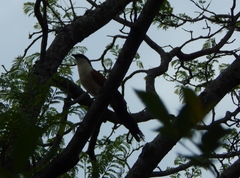 Centropus senegalensis flecki