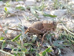 Pycnogaster graellsii