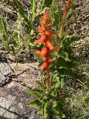 Sinningia allagophylla