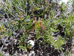 Barbitistes fischeri