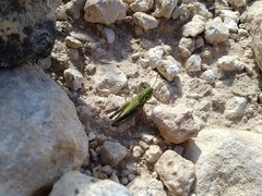 Stenobothrus festivus