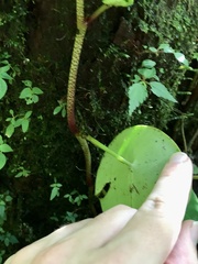 Peperomia hernandiifolia
