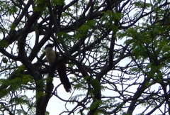 Centropus senegalensis flecki