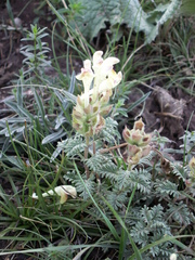 Scutellaria przewalskii