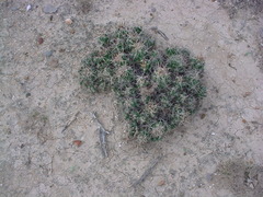 Coryphantha macromeris runyonii
