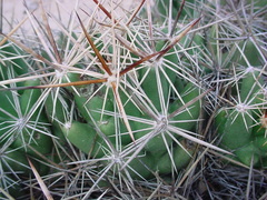 Coryphantha macromeris runyonii
