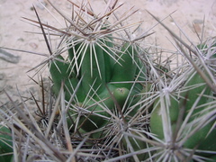 Coryphantha macromeris runyonii