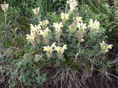 Scutellaria przewalskii