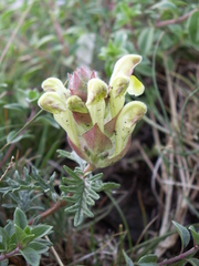 Scutellaria przewalskii