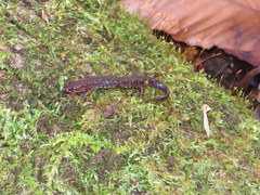 Desmognathus apalachicolae