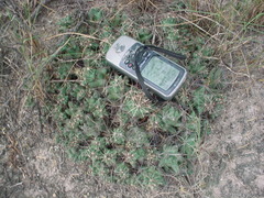 Coryphantha macromeris runyonii