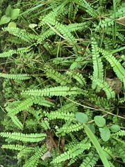 Asplenium ulbrichtii