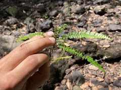 Asplenium ulbrichtii