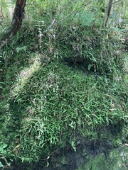 Asplenium ulbrichtii