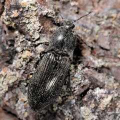 Paraphotistus impressus