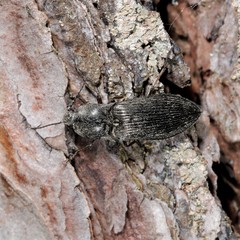 Paraphotistus impressus