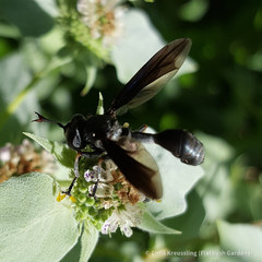 Physocephala floridana