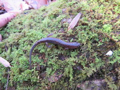 Desmognathus apalachicolae