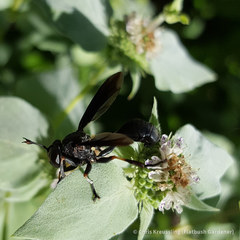 Physocephala floridana