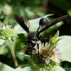 Physocephala floridana