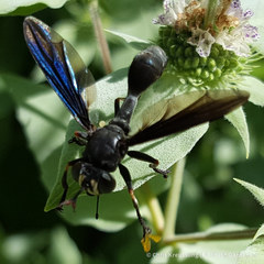 Physocephala floridana