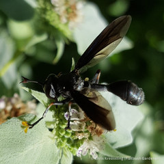 Physocephala floridana