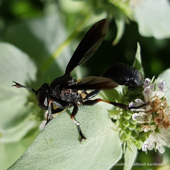 Physocephala floridana