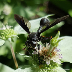 Physocephala floridana