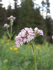 Valeriana turkestanica