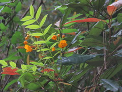Senna stipulacea