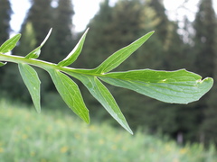 Valeriana turkestanica