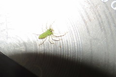 Lyssomanes viridis