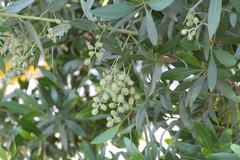 Conocarpus erectus