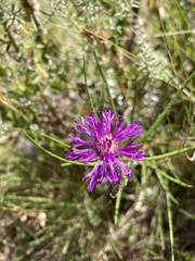 Lessingianthus plantaginodes