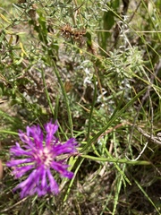 Lessingianthus plantaginodes