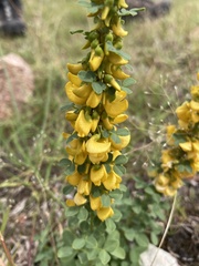 Poiretia tetraphylla