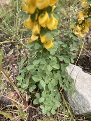 Poiretia tetraphylla